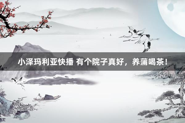 小泽玛利亚快播 有个院子真好，养蒲喝茶！